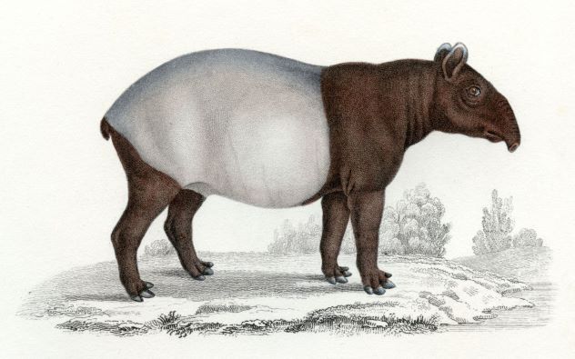 Formation à l'outil Tapir