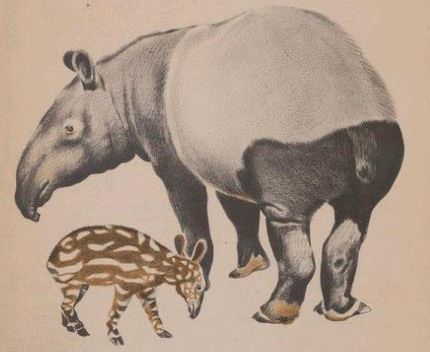 La famille TapIR s’agrandit !